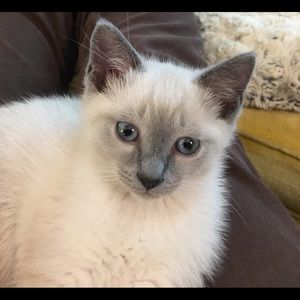 Meet your Posher, Carol